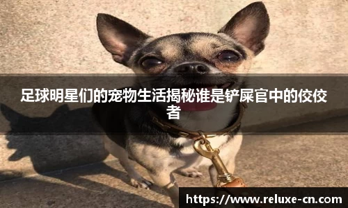 足球明星们的宠物生活揭秘谁是铲屎官中的佼佼者